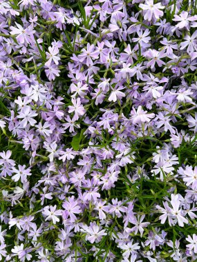 Yeşil yapraklı soluk mor fenik çiçeklerinden oluşan yoğun bir kümenin üst görüntüsü. Doğal bir çiçekli arka plan, tam çerçeve, canlı ve taze bahar atmosferi..