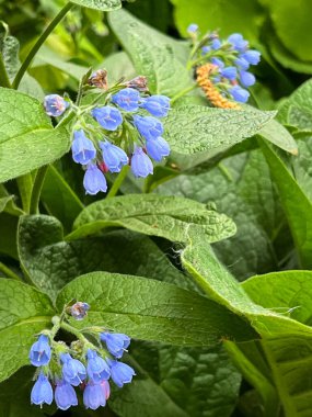 Mavi papatya çiçeklerinin (Symphytum officinale) yemyeşil yaprakların arasında çiçek açması. Çan şeklindeki küçük çiçekler ve dokulu yapraklar doğal ve sakinleştirici bir botanik sahne oluşturur..