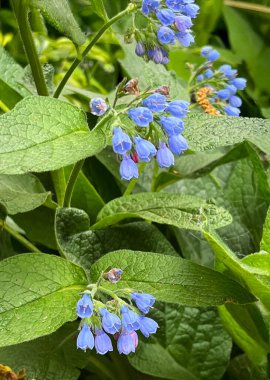 Mavi papatya çiçeklerinin (Symphytum officinale) yemyeşil yaprakların arasında çiçek açması. Çan şeklindeki küçük çiçekler ve dokulu yapraklar doğal ve sakinleştirici bir botanik sahne oluşturur..
