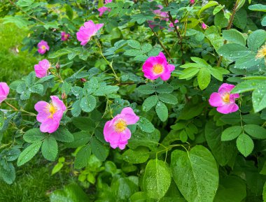 Yapraklarında yağmur damlaları olan taze pembe yabani güller ve yemyeşil bir bahçede yapraklar. Doğal çiçekli arka plan, yağmurdan sonraki bahar tazeliğini, doğayı ve güzelliği simgeliyor..