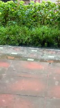 Yeşil çalıların yakınındaki fayanslı kaldırıma sağanak yağmur yağıyor. Yaz fırtınası sırasında yere düşen yağmur damlalarının yakın görüntüsü.
