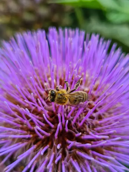Enginar çiçeğinin üzerindeki bal arısı