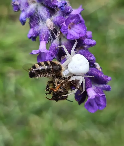 Yengeç örümceği lavanta çiçeklerinin üzerinde otururken bal arısını etkisiz hale getiriyor.