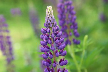 Mor çiçekler, leylak çiçekleri, lupin, lupin, vahşi lupinler, bahçede çiçekler, leylak çiçekleri, bahçıvanlık, mor tomurcuklar.