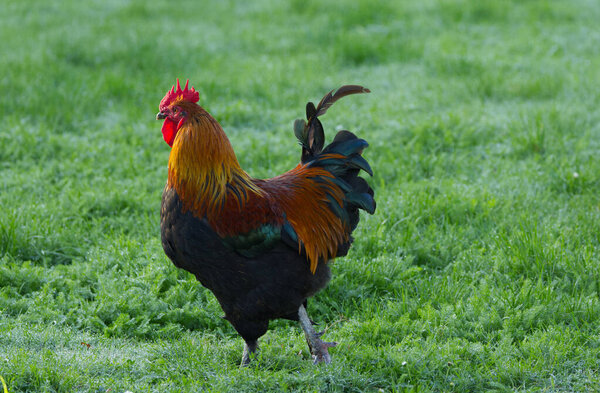 colorful magnificent rooster in the grass, colorful rooster in the morning sun, rooster in the wet grass