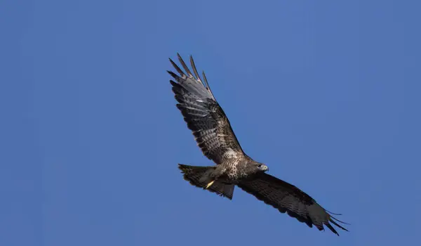 stock image Buzzard in flight, flying buzzard with blue sky, buzzard with outstretched wings