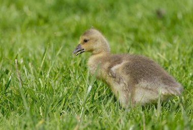 Çayırda tatlı ördekler ötüyor tapılası greylag kaz yavrusu kaz yavrusu tatlı, cılız yeşil çayır kuşları yaklaştı.