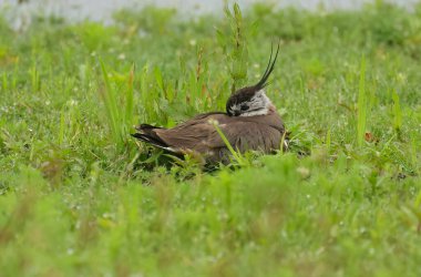 peewit on meadow, sleeping plover, cute peewit, beautiful plover, Lapwing between blades of grass clipart