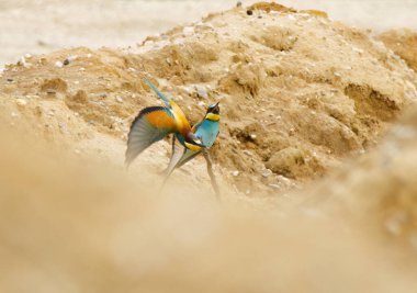 İki arı yiyici, çiftleşme mevsimi, uçan arı yiyici, kuş gözlemcisi, kuşçu.