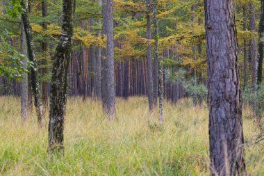 Orman, ağaçlar, güzel ağaçlar, renkli ağaçlar, tarlalar, huş ağaçları, güzel ağaç manzarası, ağaçların güzelliği, orman manzarası.