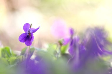 Menekşeler, arkaplanı bulanık kokulu menekşeler, ahşap menekşe, menekşe yaprakları, mor yapraklar, mor yapraklar, leylak çiçekleri, mor çiçekler, mor çiçekler, bokeh