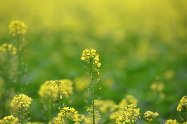 sarı hardal çiçekleri, hardal çiçekleri, hardal, yağ tohumu çiçekleri, yeşil sarı bitkiler, sarı çiçekler, bulanık arka plan, kırsal kesim