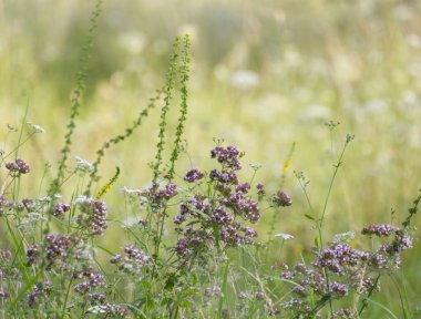 tarlada çiçekler, çayırda çiçekler, çiçekler, çayırlar, mor çiçekler, taç yaprakları, mor yapraklar