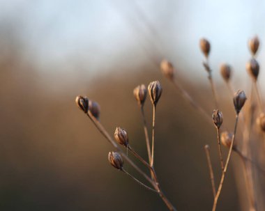 Tohum başı, sabah tohum, kurumuş çiçekler, kahverengi tohumlar, kahverengi arka plan, lapsana komünü.