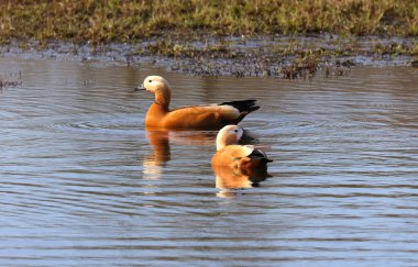 Lanet kabuklu ördekler, göldeki kabuklu ördekler, pas kazlar, lanet kazlar, göldeki kaz sürüsü, göldeki kaz sürüsü, göldeki kaz sürüsü