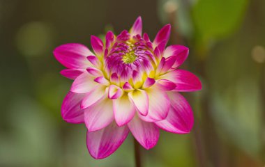 Pembe bir yıldız çiçeği, bir yıldız çiçeğinin pembe ve beyaz yaprakları, yapraklarını açan bir çiçek. 