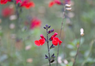 red flowers of the sage flower, many red sage flowers clipart