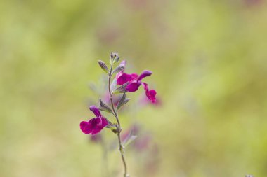 red flowers of the sage flower, many red sage flowers clipart