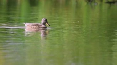 Gadwall gölette, yüzen ördek gün ışığında, gadwall sabah güneşinde gölde yüzüyor.