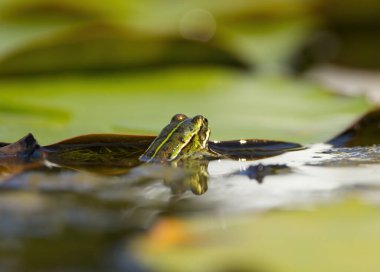 Arkadan su kurbağası, kurbağanın arkası, gölette yeşil kurbağa, su kurbağasına yakın çekim.