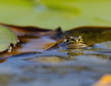 Sudaki kurbağa, kurbağa gözü, göletteki yeşil kurbağa, su kurbağasının yakın çekimi, nilüferler