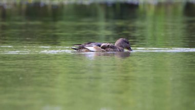 Gadwall in water, Gadwall diving in water, Sweet duck in lake, Duck with beak under water clipart