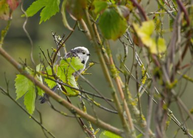 Long-tailed tit hiding behind leaves, long-tailed tit between branches and leaves, sweet tit on a tree, tit between green  leaves