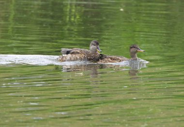 Gölde birlikte yüzen iki gadwall, gölde yüzen bir çift ördek, gölde yüzen kuşlar, çok şirin gadwall ördekleri.