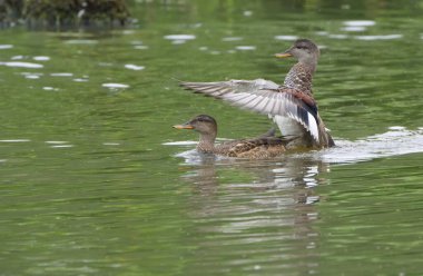 Kanatları çırpınan bir ördek, kanatlarını çırpan bir gadwall, suda uzanan kanatları olan ördek, gölde bir çift gadwall, gölde birlikte yüzen iki gadwall, çok şirin gadwall.