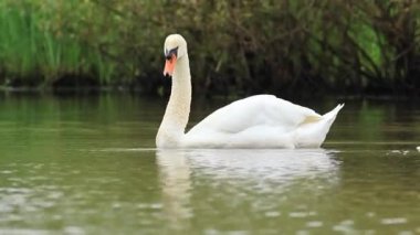 Gölde beyaz dilsiz kuğu, gölde güzel kuğu yüzüyor, yemek için kuğu dalıyor, dilsiz kuğu kendini sallıyor.