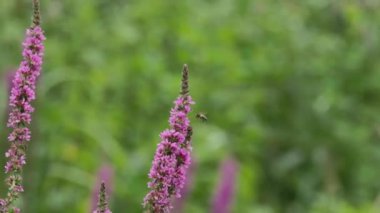 Mor gevşekliğin yakın çekimi, mor salınan arılar, hafif rüzgarda uçuşan pembe çiçekler, cıvıldayan kuşlar.
