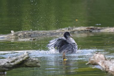 Titreyen yaban ördekleri, sıçrayan yaban ördekleri, hareket eden su, çırpınan kanatlar