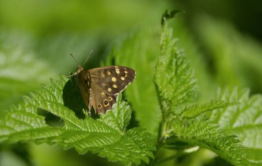 speckled wood a on a leaf, close-up speckled wood, brown butterfly on a leaf, spotted butterfly  clipart