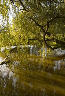 Ağlayan söğüdün uzun dalları, ağlayan söğüt, ağlayan söğüdün yansıması, yapraklarla dolu dallar suya yansıyor, güneşli bir gün ve güzel su yansımaları