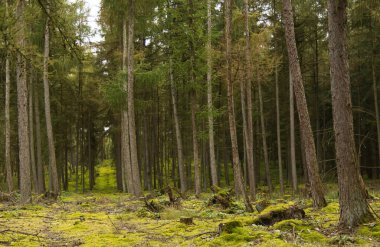 Güzel bir tarla ormanı, gün ışığında ağaçlar, çalılıkların yanında sık orman, kozalaklı ağaçlar, sonbaharda karaçamalar, yerde yosunlar.