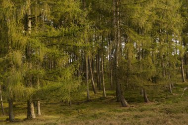 Sonbaharda tarlalar, güzel bir tarla ormanı, gün ışığında ağaçlar, çalıların yanında sık bir orman, bir sürü kozalaklı ağaç.