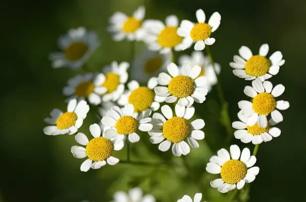 stock image many white Tripleurospermum inodorum flowers, scentless false mayweed blossoms, scentless mayweed flowers, scentless chamomile flowers, Baldr's brow flowers