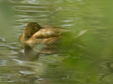 Uyuyan kahverengi ördek, kıvrılmış kahverengi ördek, sevimli kahverengi ördek, tüylerin arasında ördek kafası, yaprakların arasında dinlenen kahverengi su kuşu