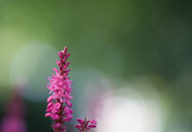 Çiçeklenen mor gevşeklik, arka planda Bokeh baloncukları, pembe çiçekler ve bokeh, pembe ve mor renkler, mor gevşekliğin çiçekli sapları