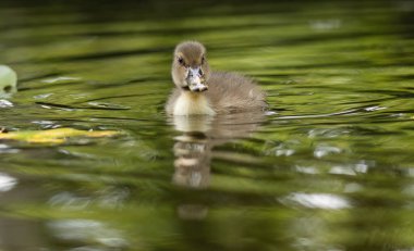 Gölde sevimli ördek yavrusu, gölde sevimli yünlü ördek yavrusu, ördek yavrusu etrafında yeşil ışık dalgaları, yeşil sudaki civciv, tüylü tüylü sevimli ördek yavrusu