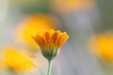 Marigolda 'nın portakal çiçeği, arka planda yeşil ve turuncu renkte çiçek, kadife çiçeği gibi kadife çiçeği, güzel kadife çiçeği, takviye yaprakları.