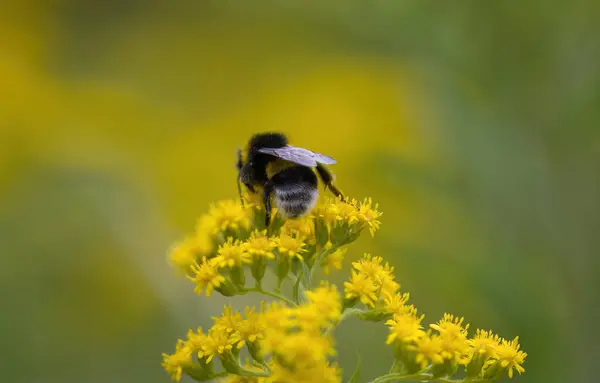 stock image a bumblebee on yellow petals, close-up of a bumblebee, yellow flowers, yellow summer flowers, green background, insect on flower