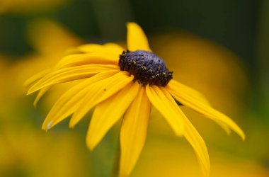 close up coneflower, yellow flower, yellow blossoms, blooming, beautiful flower, blurred background, macro flower, charming blossom, yellow coneflower, brown pistils clipart