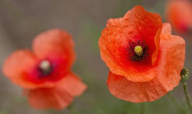 pollen pistil of poppy flower, close-up poppy flower, red flower with pollen pistil, yellow background, red petals, Papaver rhoeas, wide open poppy flower clipart