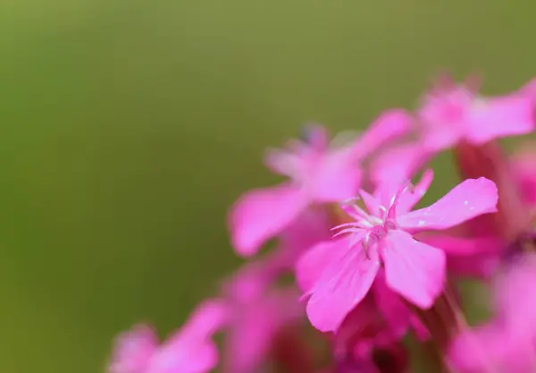 stock image Close-up of a Silene armeria, close-up of pollen pistil, pink soft petals