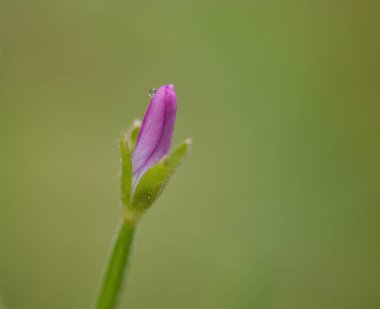Yumuşak söğüt, küçük söğüt, yağmur damlası, çiçek üzerine su damlası, çiçek üzerine su damlası, pastel renkli yapraklar, mor çiçekler, yeşil arkaplan