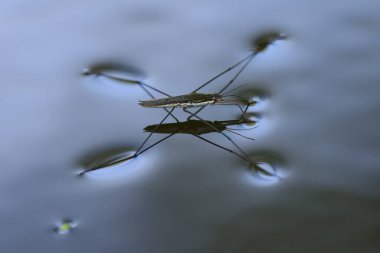 Bir su yürüyücüye yakın çekim, gölde su yürüyüşçüsü, Gerridae ile sakin su, mavi gri su, mavi gri göl