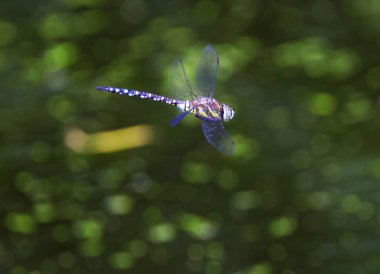 güzel mavi-yeşil mozaik yusufçuk, yakın mesafeden güney atmacası, uçan yusufçuk, uçan büyük mavi-yeşil yusufçuk, baloncuklu yeşil arka plan