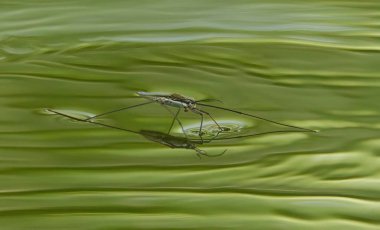 close-up of a water strider, water strider on the lake, calm water with gerridae, green water, insect on green water clipart