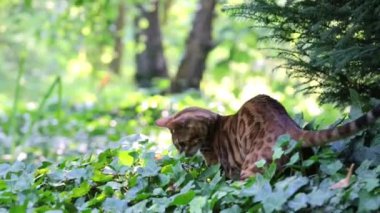 Bengal kedisi, Bengal kedisi, yeşil, vahşi kahverengi erkek kedi, sarmaşık içinde kedi, Bengal kedisi avını arıyor.